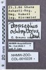 Etiketten zu Propsephus incultus (NHMW-ZOO-COL-0010228)